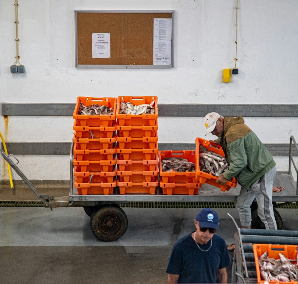 Crates of fresh fish being prepared for shipment