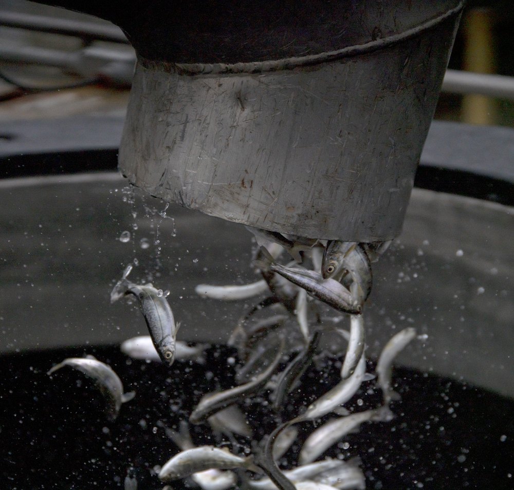 Live fish flowing into a transport tank